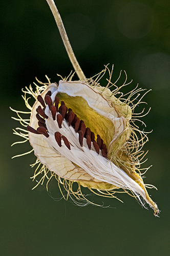 Seed pod of Bristly Fruited Silkweed, Sardinia.