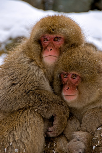 Huddling together for warmth