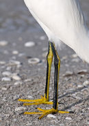 Snowy Egret - yellow "slippers". Florida.