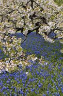 Spring Blossom: RHS garden, Wisley, Surrey