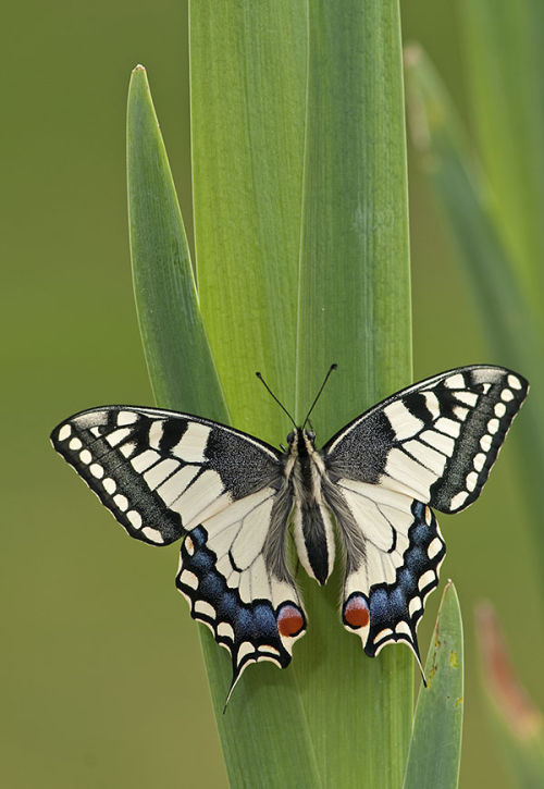 Swallowtail Butterfly (Papilio machaon)