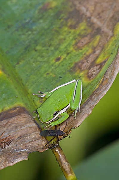 Tree Frog in the Corkscrew Swamp Sanctuary, Florida. Shot with equivalent of 500mm lens.