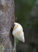 Everglades Tree Snail, Everglades, Florida