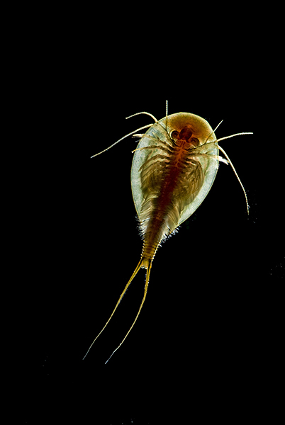 Triops cancriformis - darkfield lighting