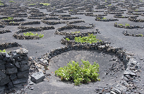 Vineyard in Lanzarote, Canary Islands