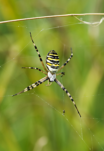 Wasp Spider (Argiope bruennichi) Wetland Centre, Barnes, London, 2006