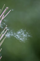 Rosebay Willowherb seeds