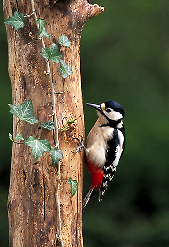Greater Spotted Woodpecker (Dendrocopos major)
Surrey, England