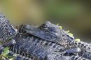 Baby Alligator, Shark Valley, Florida