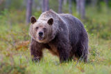 Brown bears in Finland