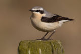 Spring is birding time ...