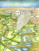 Barn Owl over the Glaven Valley