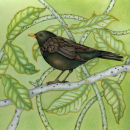 Blackbird