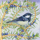 Coal Tit