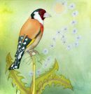 Goldfinch