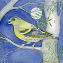 Green Finch