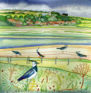 Salthouse Lapwings