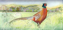 Panoramic Pheasant