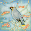 Waxwing