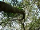 Old tree in the park