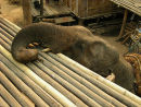 Working elephant village Chiang Rai