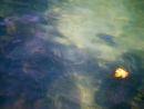 Light reflections in water
