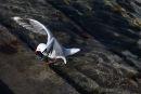 Fast shutter speed