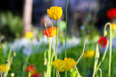 Poppies Sydney city