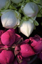 Lotus flowers for temple visit