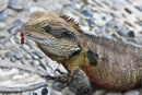 Water dragon