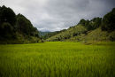 Rice fields Burma