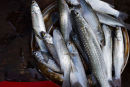 Morning fish market Cochin