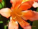 Macro flower image