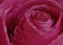 Liquid Rose - a variation on a theme. 