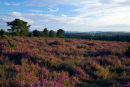 Hindhead Common heather
