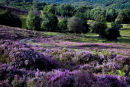 Punch Bowl heather