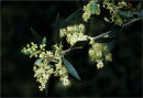 Olive Blossom