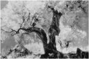 Ancient Olive
