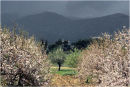 Apple Blossom