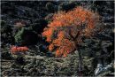 Autumn Colours