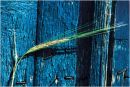 Barley on Blue