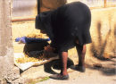 Sorting Beans