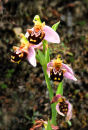 Bee Orchid