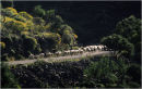 Follow the Leader