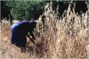 Harvesting
