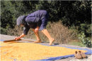 Spreading the Grain