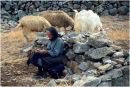 Minding the Flock