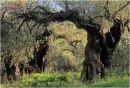 Old Olive Trees