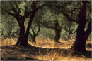 Olive Grove Autumn.
