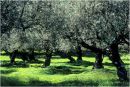 Olive grove in December